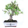 Bonsái 16 años Malus sp. ZP-E