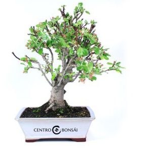Bonsái 16 años Malus sp. ZP-E