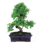 Bonsái 16 años Zelkova parvifolia