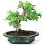 Bonsái 18 años Malus sp.ZP-E