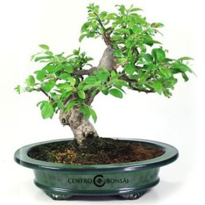 Bonsái 18 años Malus sp.ZP-E