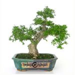 Bonsái de 19 años Carmona microphylla