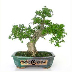 Bonsái de 19 años Carmona microphylla