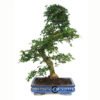 Bonsái de 20 años Carmona microphylla