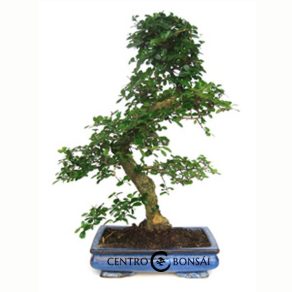 Bonsái de 20 años Carmona microphylla