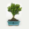 Bonsái de 5 años Buxus harlandii