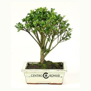 Bonsái de 5 años Ilex crenata