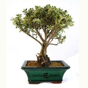 Bonsái de 5 años Serissa phoetida variegata