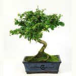 Bonsái de 7 años Carmona microphylla