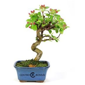 Bonsái 7 años Malus sp