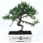Bonsái 8 años Cotoneaster sp. ZP-E
