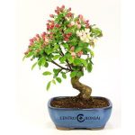Bonsái 8 años Malus sp