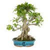 Bonsái 18 años Ficus retusa
