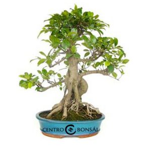 Bonsái 18 años Ficus retusa