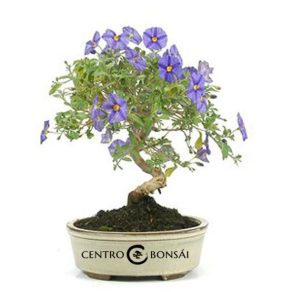 Bonsai 7 años Solanum rantonnetii