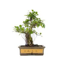 Bonsái-23-años-ficus