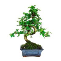 Bonsái-6-años-Carmona-microphylla-1