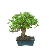 Bonsái-8-años-Portulacaria