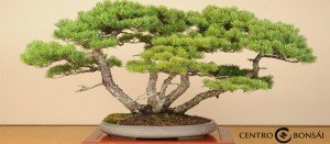 Arbol Bonsai Precio