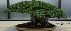 Bonsai Olivo Precio