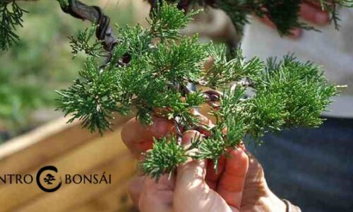 como comprar un bonsai