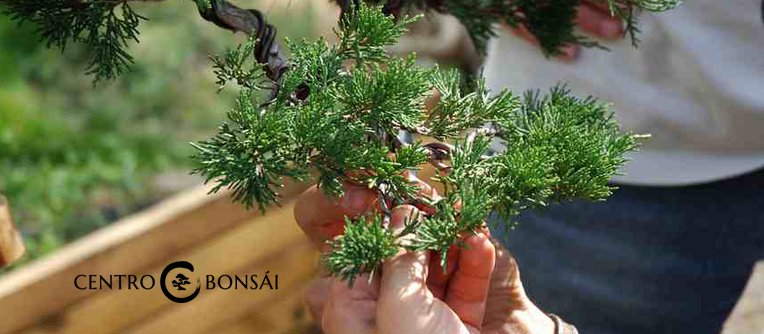 como comprar un bonsai
