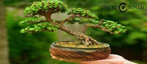 Regalar Bonsai