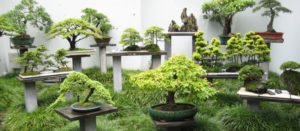 tienda de bonsáis en Madrid