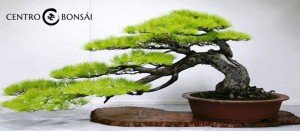 Arbol Bonsai Original Precio