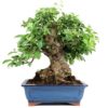 Bonsai 32 años Malus sp Zp