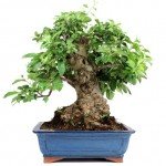 Bonsai 32 años Malus sp Zp
