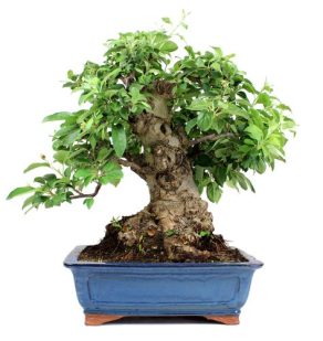 Bonsai 32 años Malus sp Zp