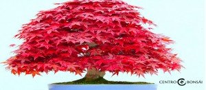 Bonsai Arce Japones Precio