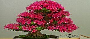 Bonsái Cerezo Japonés comprar