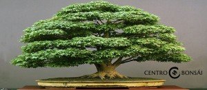 Bonsai Encina Comprar