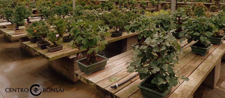 Bonsais Valencia