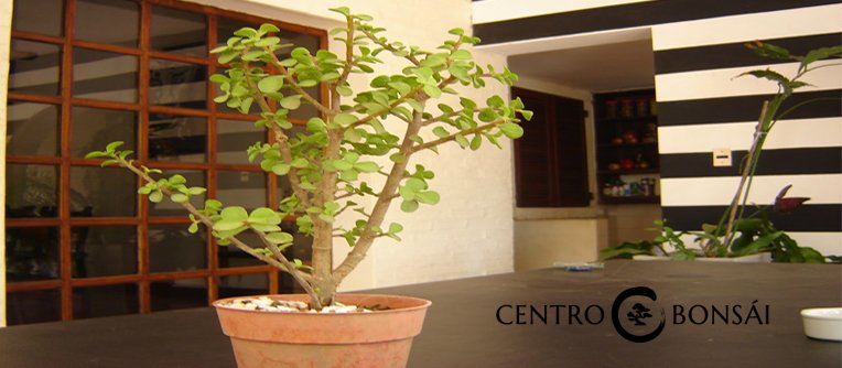 Bonsai de la Abundancia