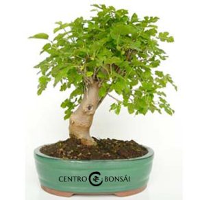 Bonsái 13 años Morus