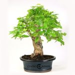 Bonsái 16 años Morus
