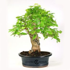 Bonsái 16 años Morus
