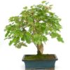 Bonsái 18 años Morus
