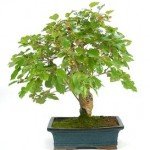 Bonsái 18 años Morus