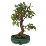 Bonsái 19 años Malus sp