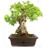 Bonsái 26 años Morus