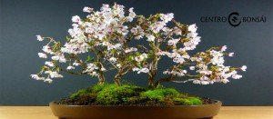 Comprar Bonsai Cerezo Japones