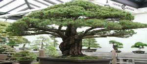 Comprar Bonsai Grande