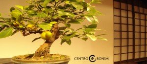 Comprar Bonsai Limonero
