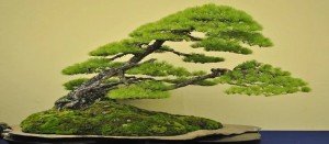 Comprar Bonsais Baratos Barcelona