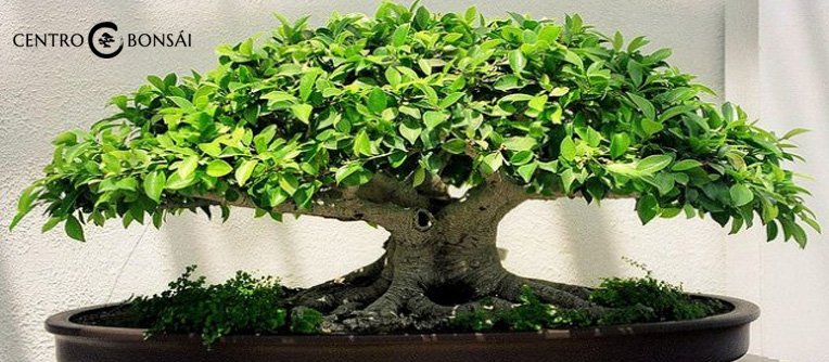 Ficus Retusa Bonsai