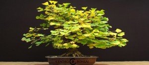 Ginkgo Biloba Bonsai